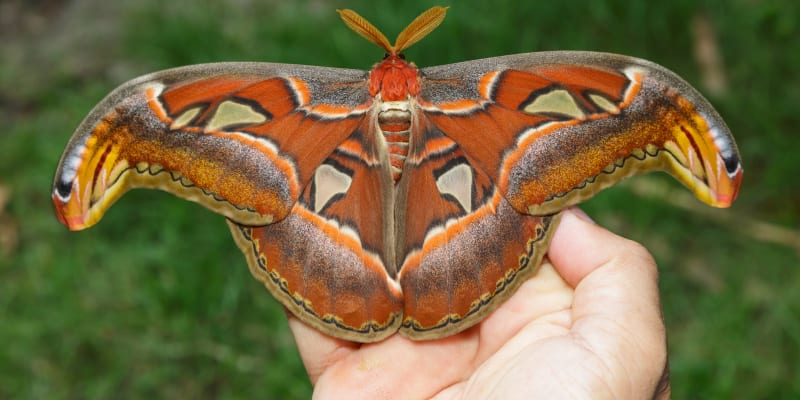 Největší motýl světa Atlas velký