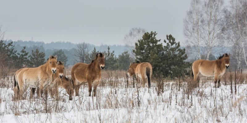 Kromě vlků se v zóně kolem Černobylu pohybují také koně