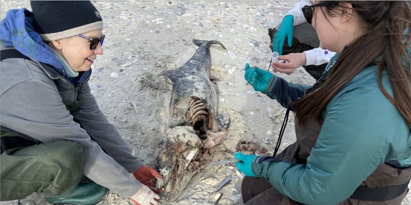 Odborníky v Jižní Karolíně překvapily nálezy tlejících delfínů.
