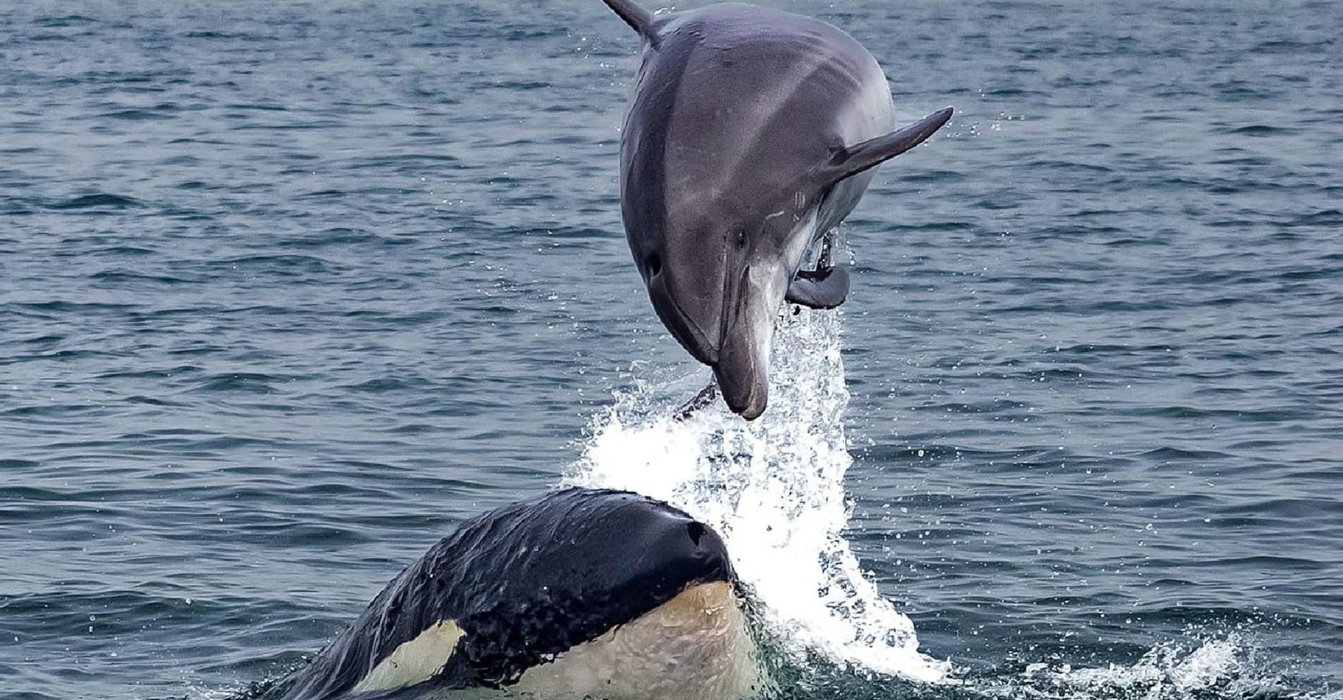 Delfín dovádí s kosatkou