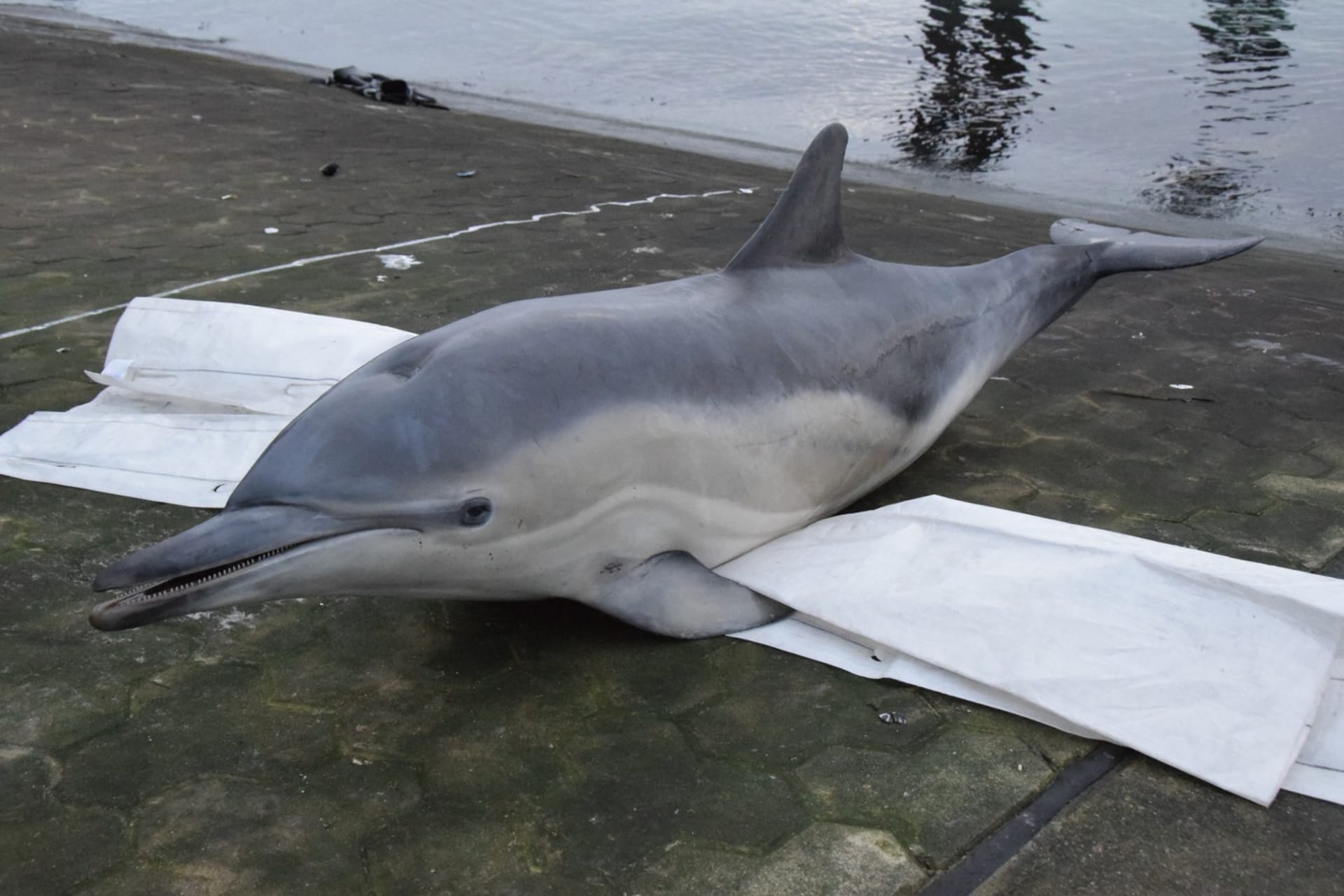 Mrtvý delfín na břehu Severního moře