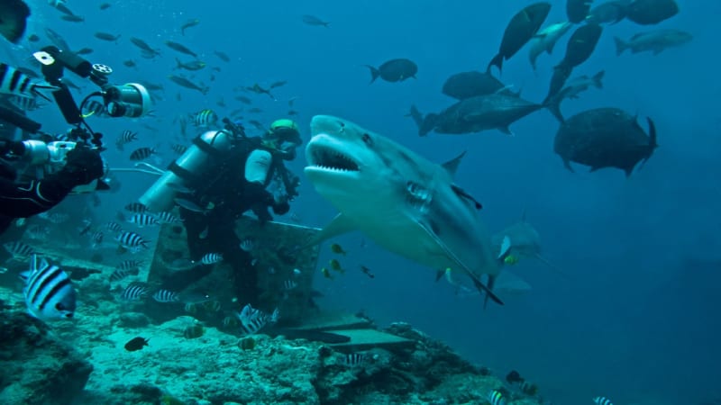 Žralok bělavý není nejbezpečnější společnost