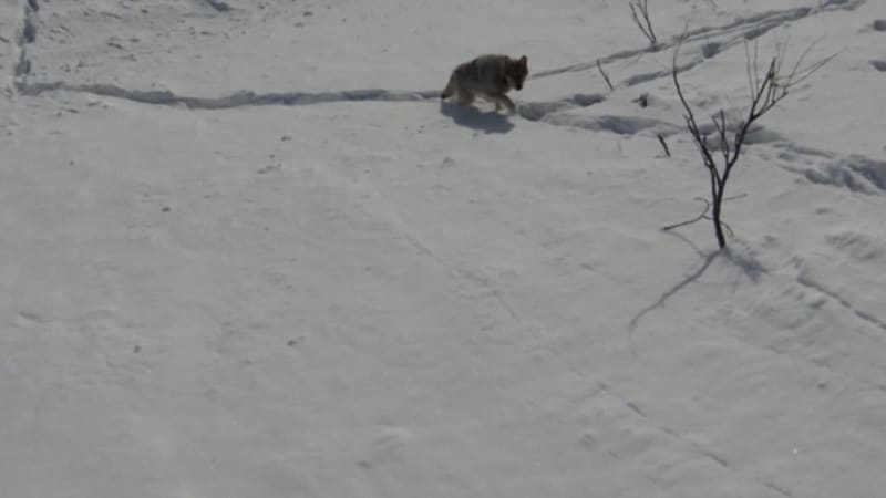 Vlci si prohrabali cestu metrovými závějemi.