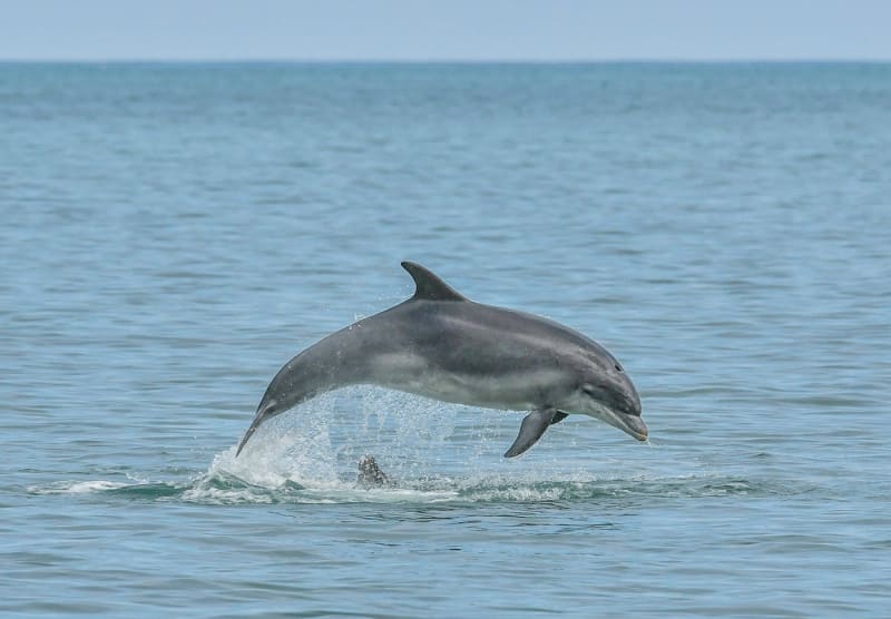 Delfín skákavý nezískal své druhové jméno pro nic za nic