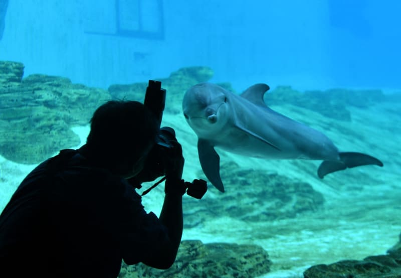 Delfín skákavý je nedobrovolným obyvatelem mnoha mořských akvárií