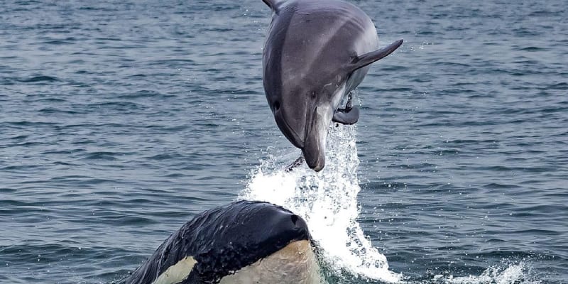Delfín dovádí s kosatkou