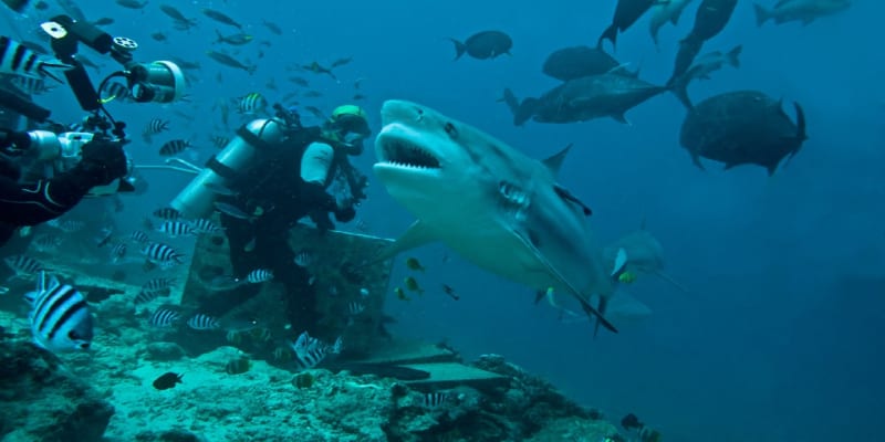 Žralok bělavý není nejbezpečnější společnost
