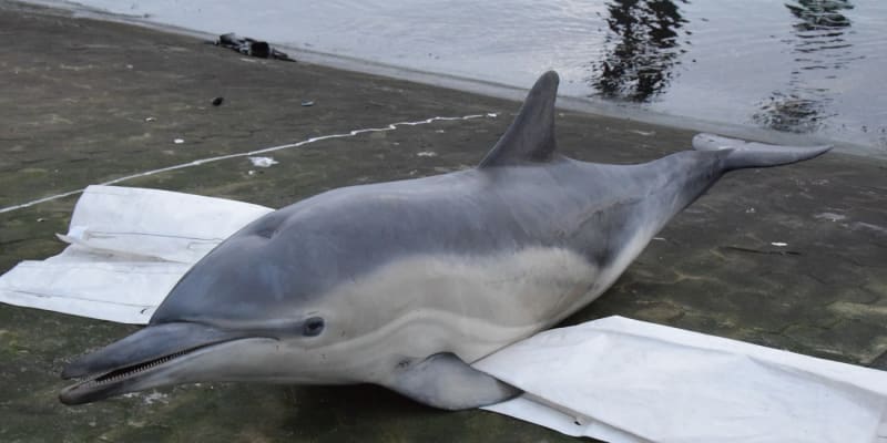 Mrtvý delfín na břehu Severního moře