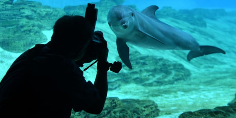 Delfín skákavý je nedobrovolným obyvatelem mnoha mořských akvárií
