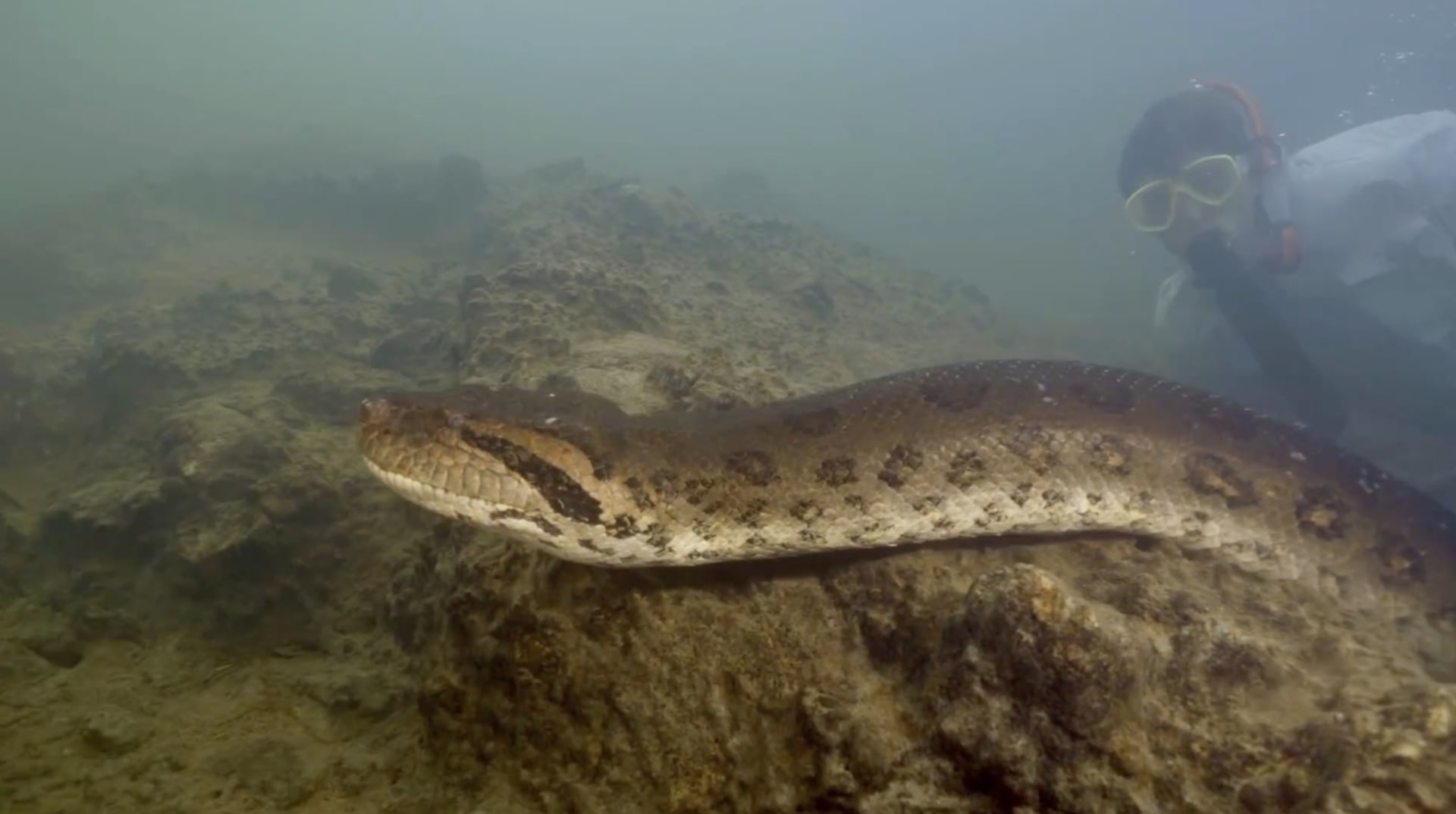 Záběry objevení nejtěžšího hada na světě – anakondy zelené severní