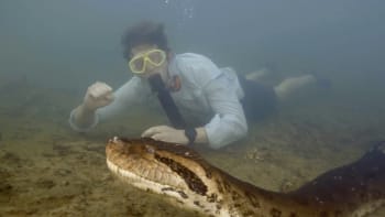 Vědci hlásí unikátní objev: Našli osmimetrového hada s hlavou velkou jako člověk