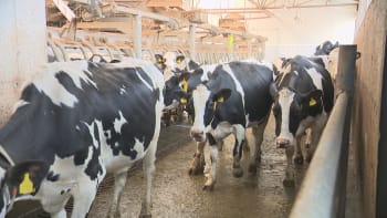 Čekají české zemědělce krušné časy? Do Evropy by se mohlo dovážet mléko z Indie