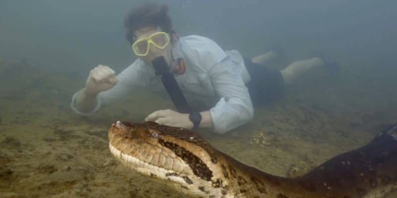 Záběry objevení nejtěžšího hada na světě – anakondy zelené severní