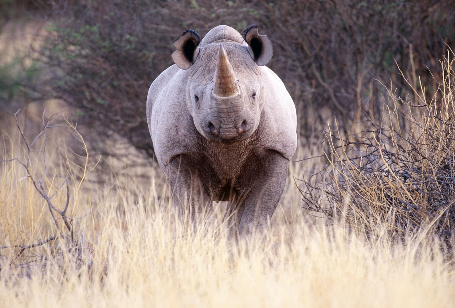 Útok nosorožce bývá smrtící