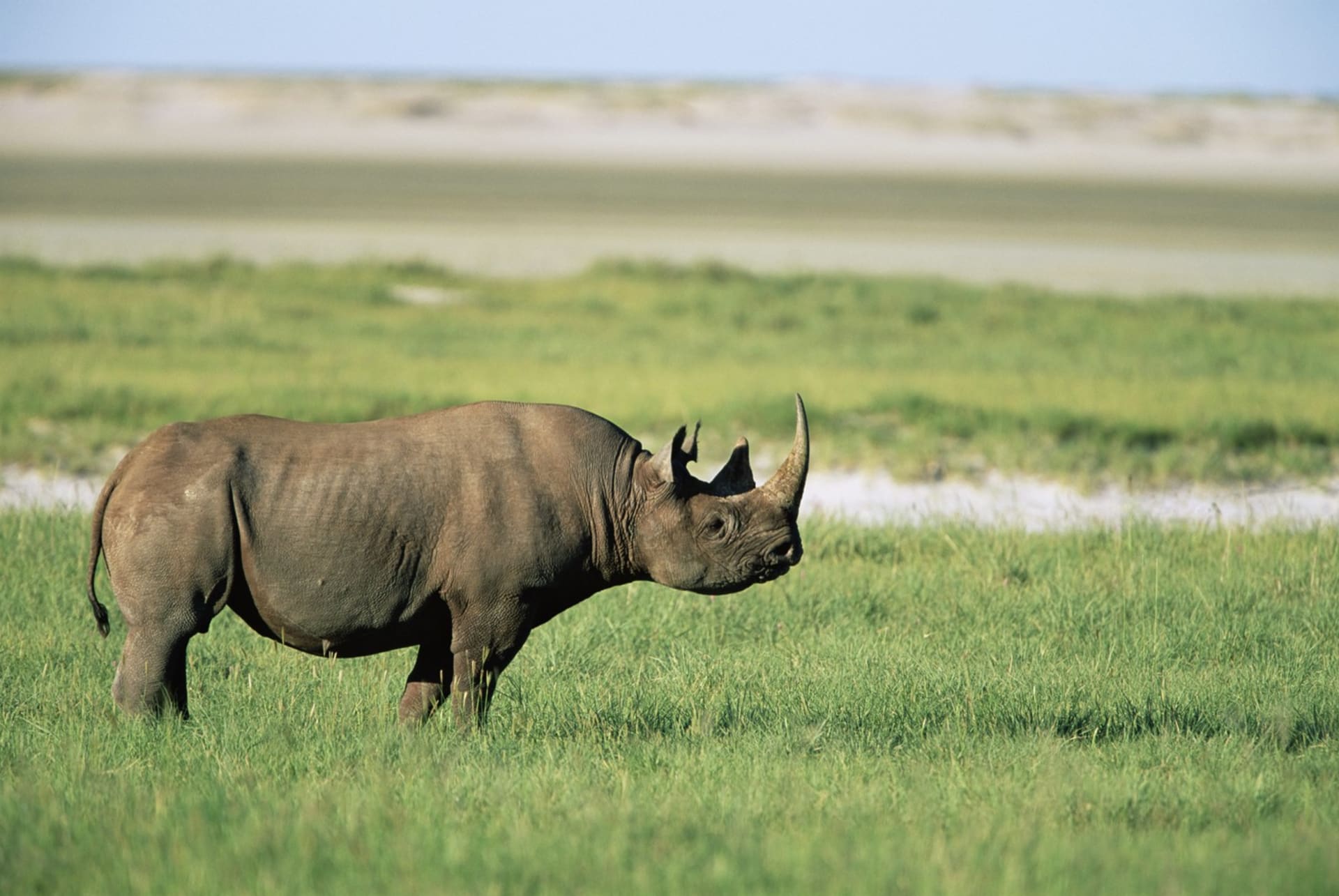 Nosorožce nejvíce ohrožuje člověk