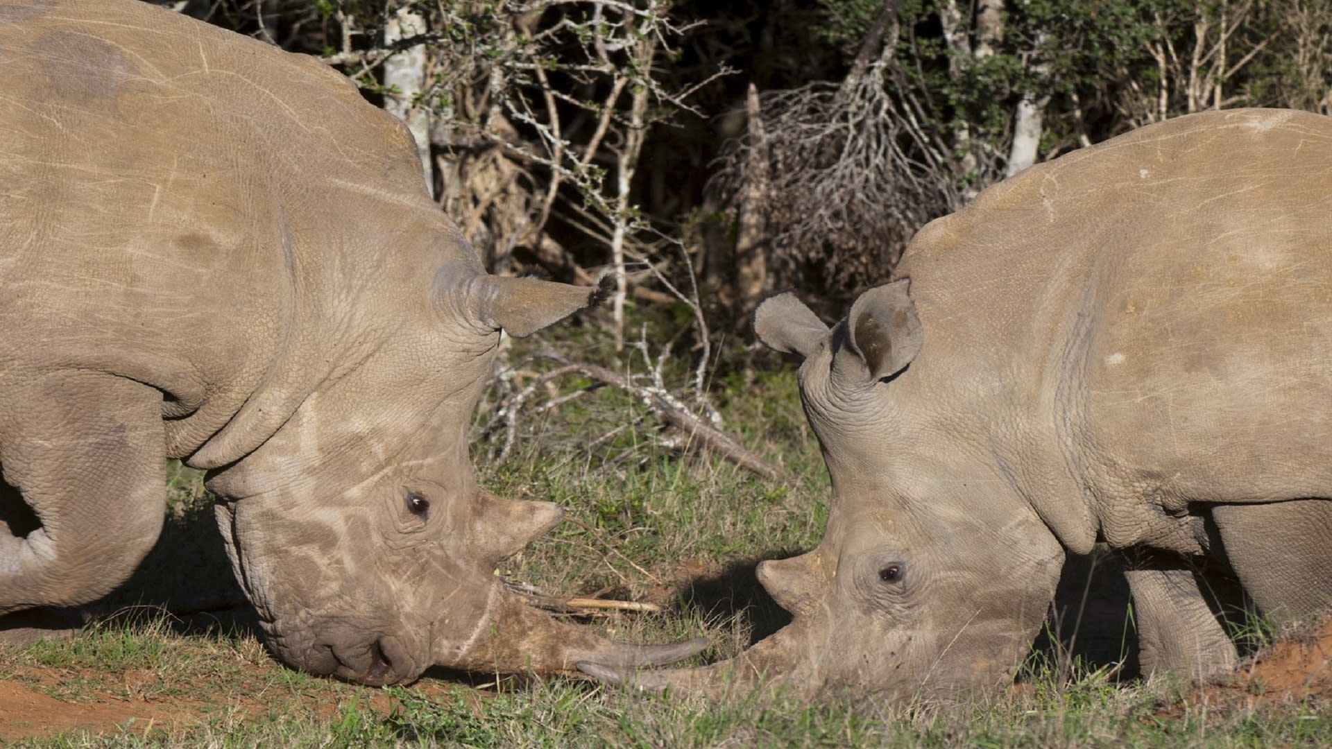 Rvačky nosorožců jsou zuřivé