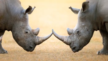 Drsné souboje nosorožců většinou končí špatně. Podívejte se na střetnutí živých tanků