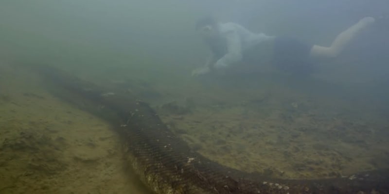 Podvodní setkání nizozemského moderátora s hadím monstrem zachytily kamery 