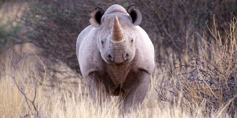 Útok nosorožce bývá smrtící