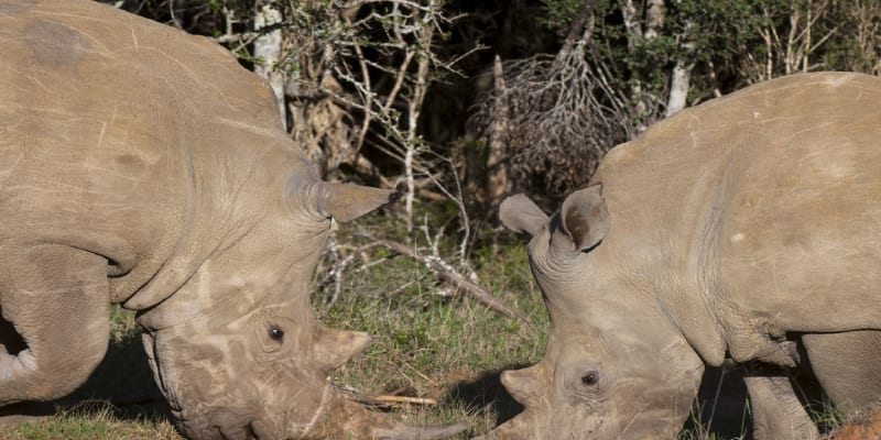 Rvačky nosorožců jsou zuřivé