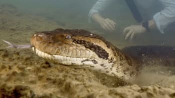 Gigantická anakonda málem zabila člověka. U objevu nového hada byla i hollywoodská hvězda