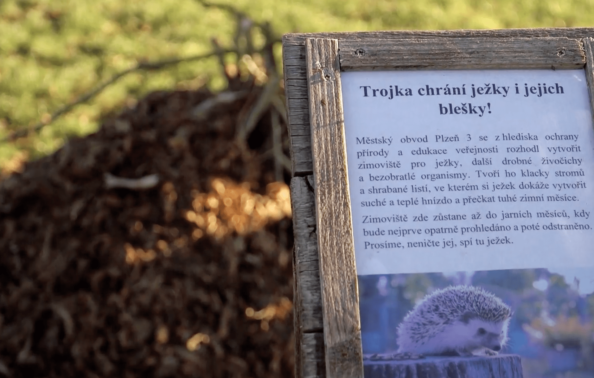 V Plzni chrání ježky i jejich blešky.