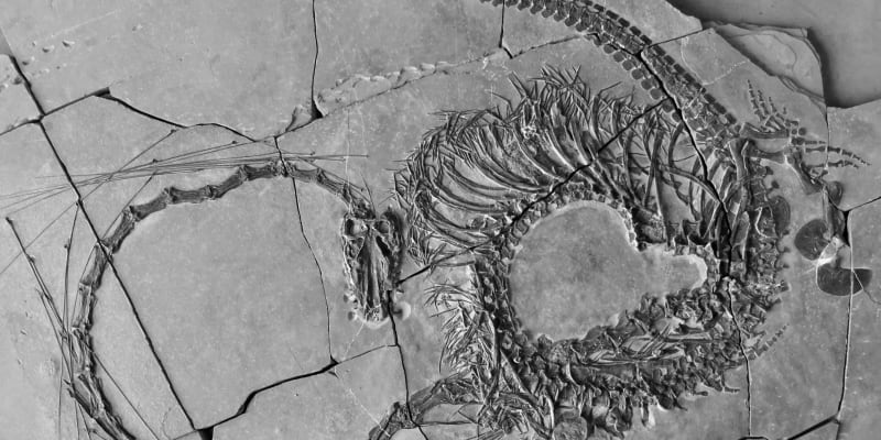 První zcela dochovaná fosilie druhu Dinocephalosaurus orientalis 