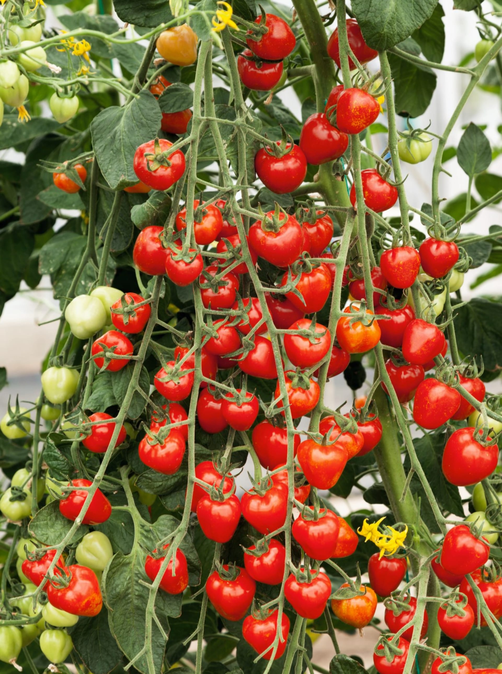 Odrůdy rajčat: Jahodo při pěstování v dostatečně velké nádobě (o minimálním objemu 8 litrů) nám poskytne slušný výnos lahůdkových plodů. 