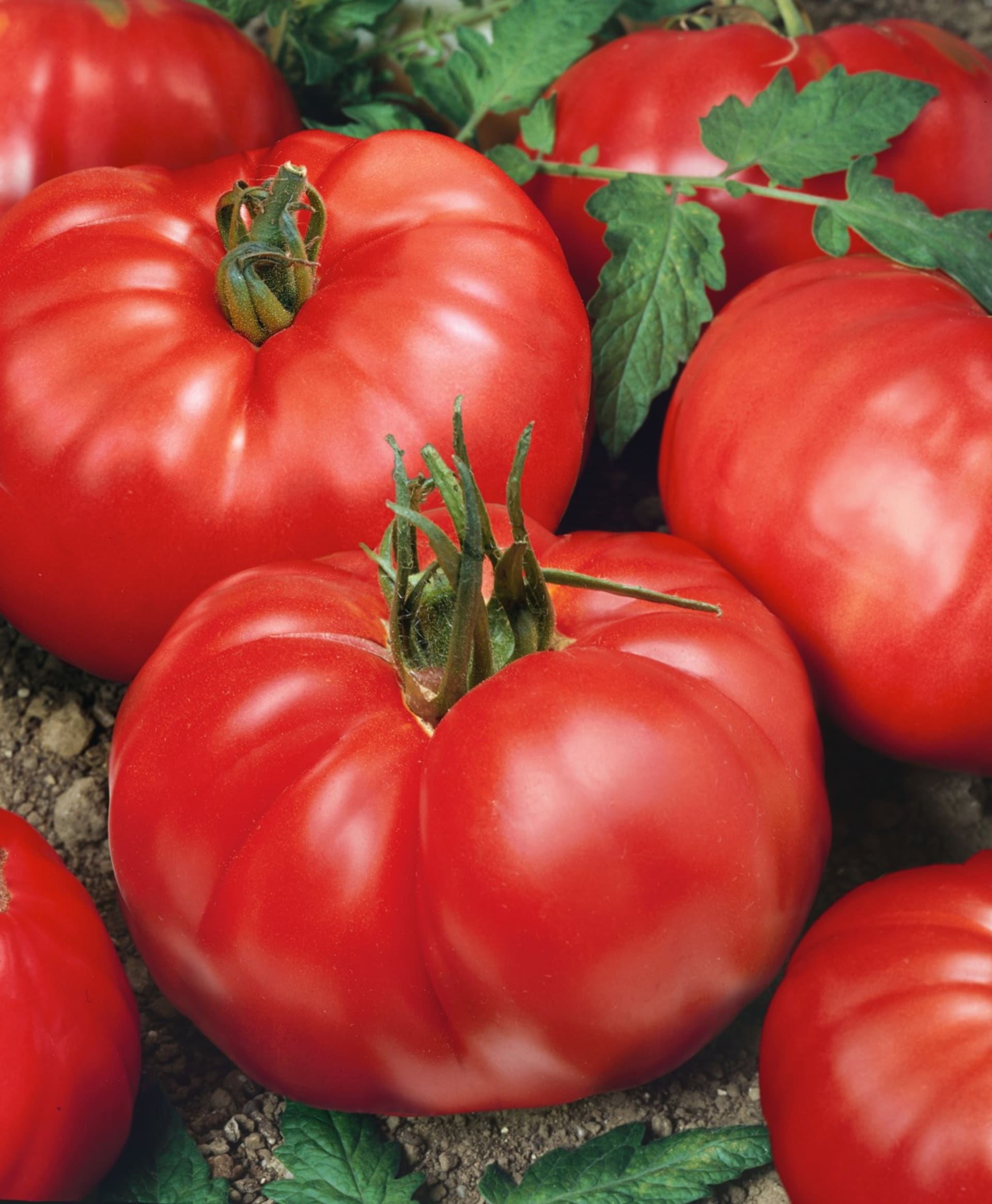 Odrůdy rajčat: Jergus F1 je polorané beefsteakové tyčkové rajče s velkými plody.