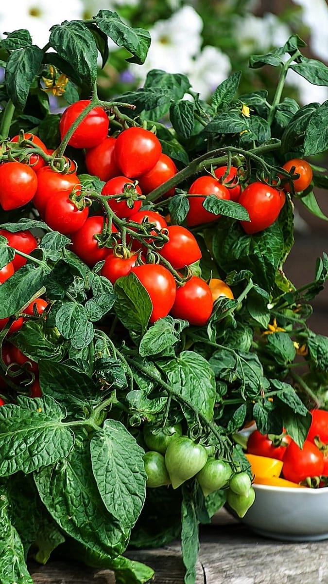 Odrůdy rajčat: Sweet Valentines F1: Keříčková odrůda s velmi kompaktním až kaskádovitým růstem a bohatou násadou drobných rajčátek.