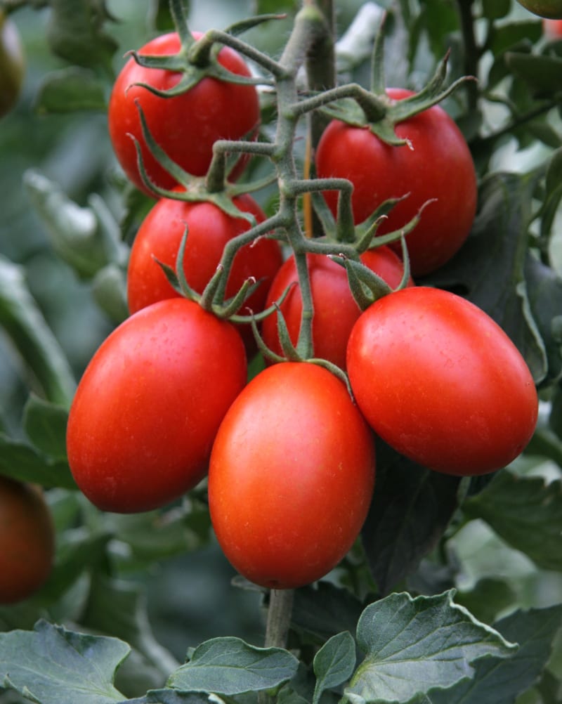 Odrůdy rajčat: Blumko je poloraná odrůda s plody oválného (švestkovitého) tvaru o váze 50 až 80 gramů.