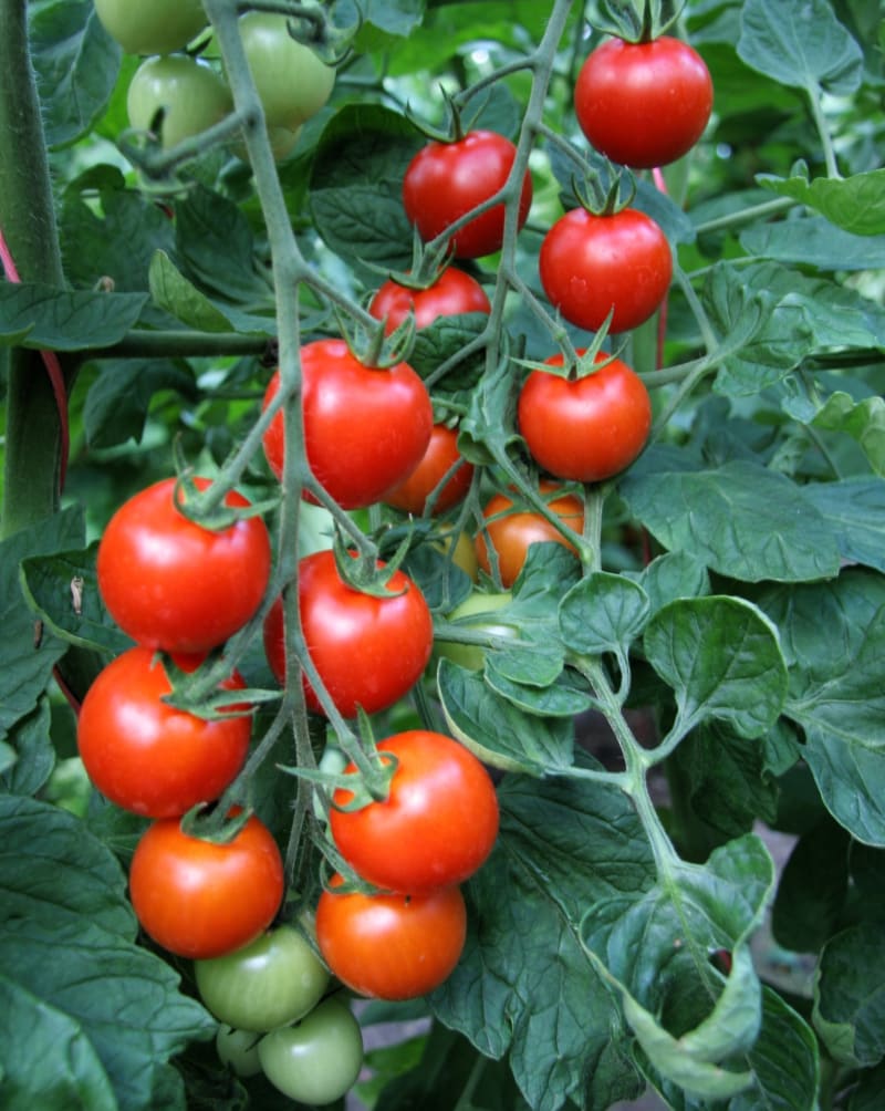 Odrůdy rajčat: Chutné, tzv. koktejlové rajče Bejbino F1 je odrůda s mimořádně chutnými plody.