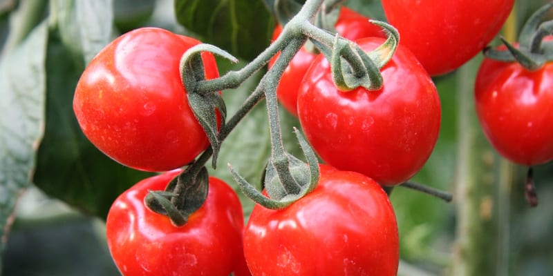 Odrůdy rajčat: Jahodo: Název této rané odrůdy s bujnějším vzrůstem vychází z tvaru i velikosti plodu – ten je opravdu jahodový s typickým žebrováním.