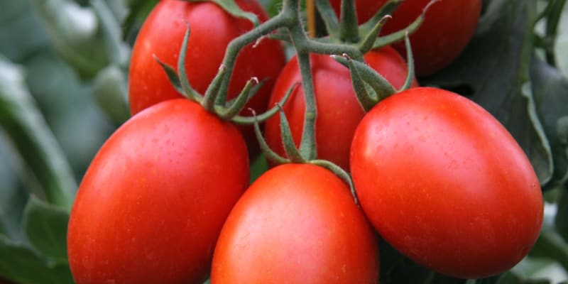 Odrůdy rajčat: Blumko je poloraná odrůda s plody oválného (švestkovitého) tvaru o váze 50 až 80 gramů.