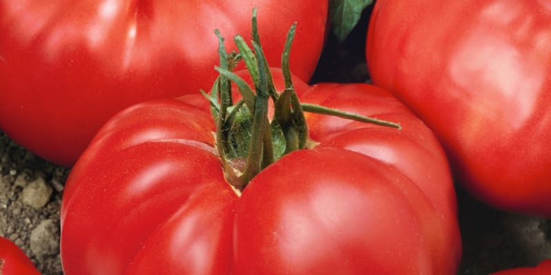 Odrůdy rajčat: Jergus F1 je polorané beefsteakové tyčkové rajče s velkými plody.