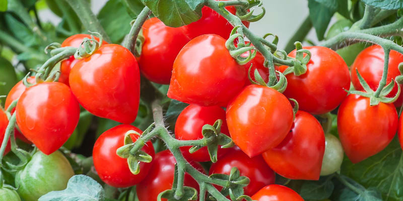 Odrůdy rajčat: Sweet Valentines F1: Keříčková odrůda s velmi kompaktním až kaskádovitým růstem a bohatou násadou drobných rajčátek. Plody této odrůdy rajčete jsou srdcovitého tvaru, lahodné, nasládlé chuti. 
