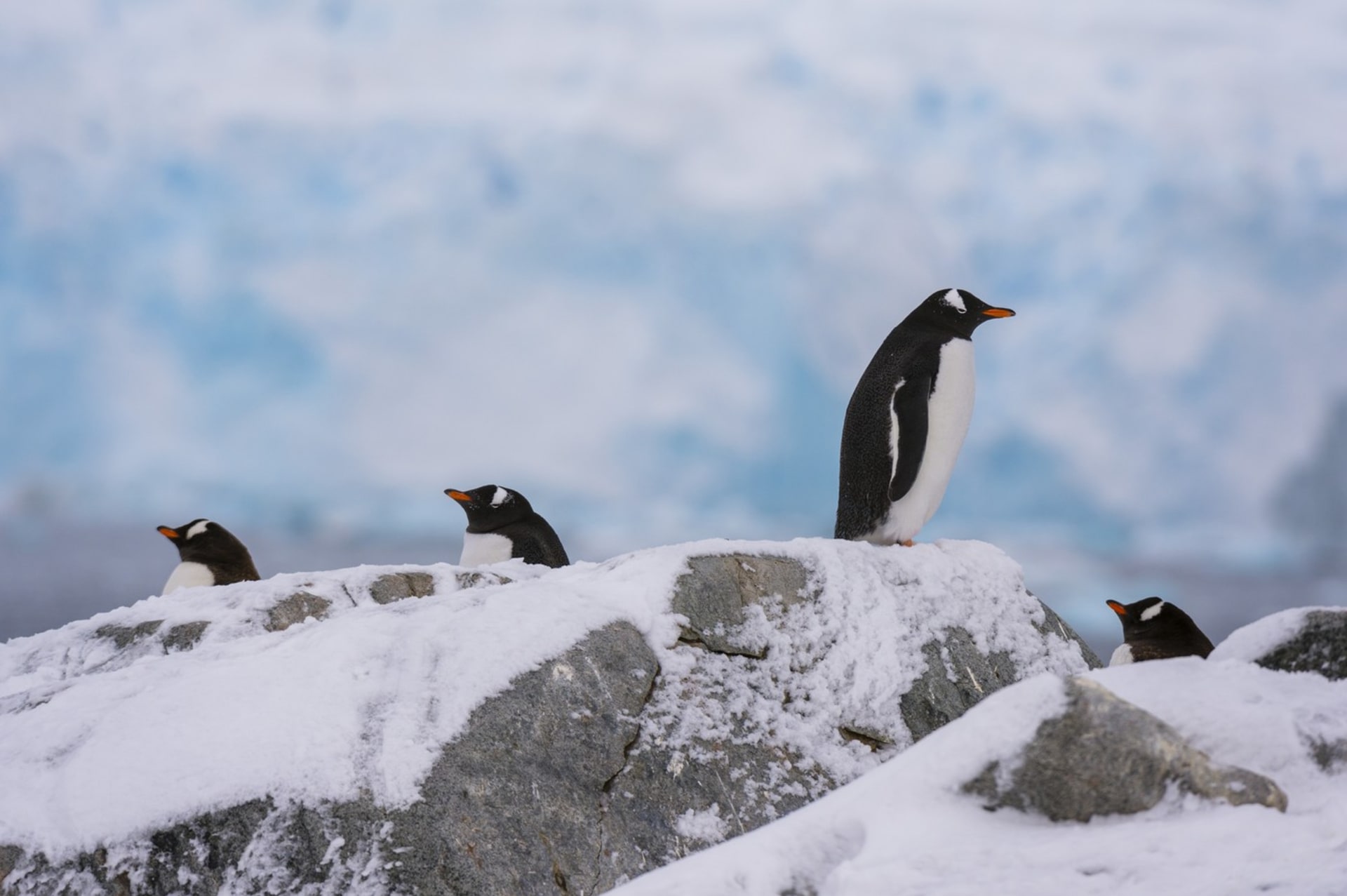 Tučňáci na Antarktidě