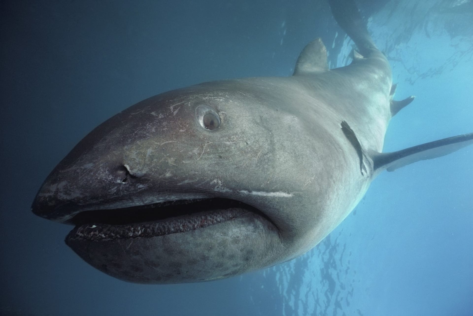 Žralok velkoústý (Megachasma pelagios)