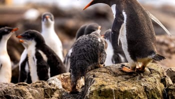 Hledá se sčítač tučňáků. Může se těsit na krásy Antarktidy, musí ale oželet splachovací záchod