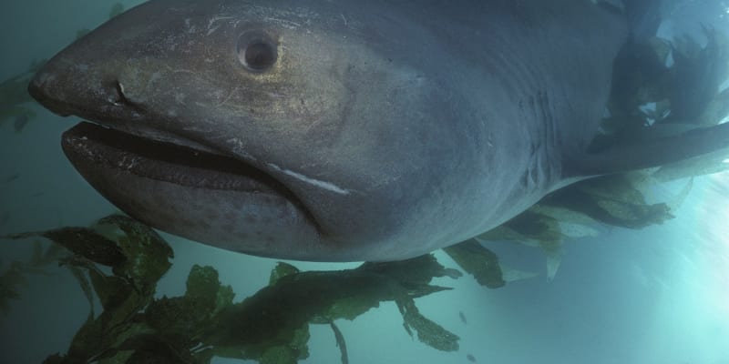 Žralok velkoústý (Megachasma pelagios)