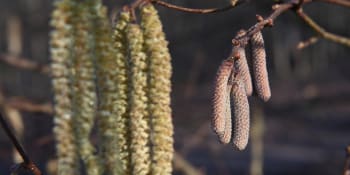V Česku se rozjela pylová sezóna. Které alergeny jsou nejaktivnější a jak se bránit?