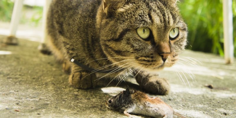Kočku ženou k lovu myší instinkty lovce