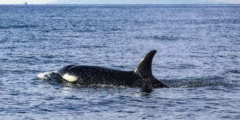Drsné záběry z Afriky: Kosatka za pár vteřin zabila velkého bílého žraloka