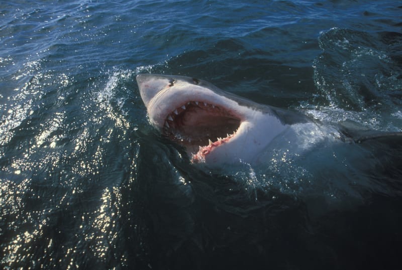 Žralok zaútočil na třináctiletou dívku.