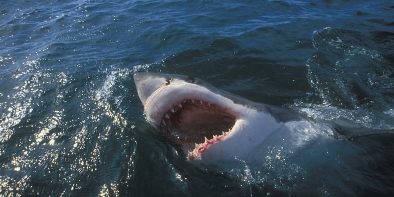Velký bílý žralok neměl proti útoku kosatky nejmenší šanci. (Ilustrační foto)
