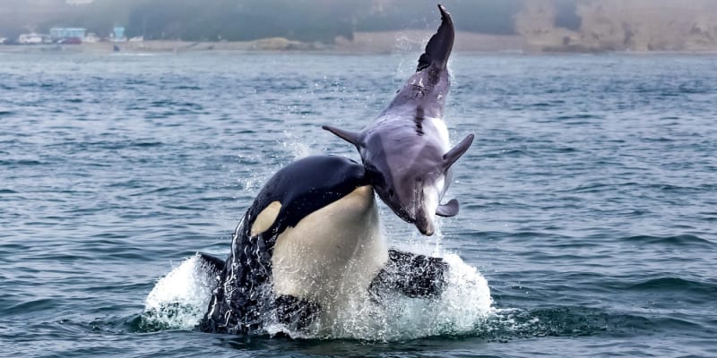 Kosatka na lovu delfína