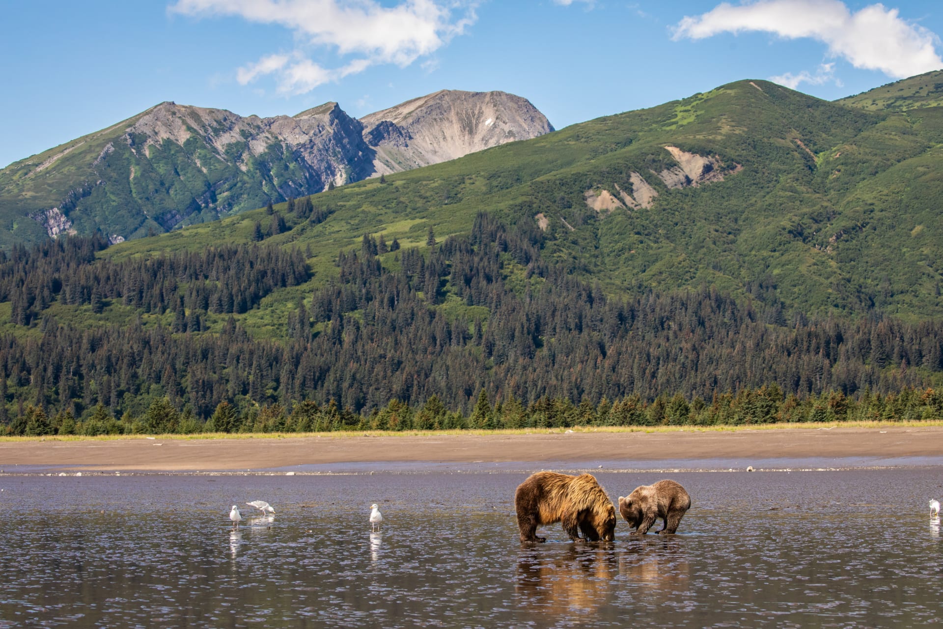 Národní park Lake Clark na Aljašce se může pyšnit divokou přírodou, která nabízí úžasnou podívanou.
