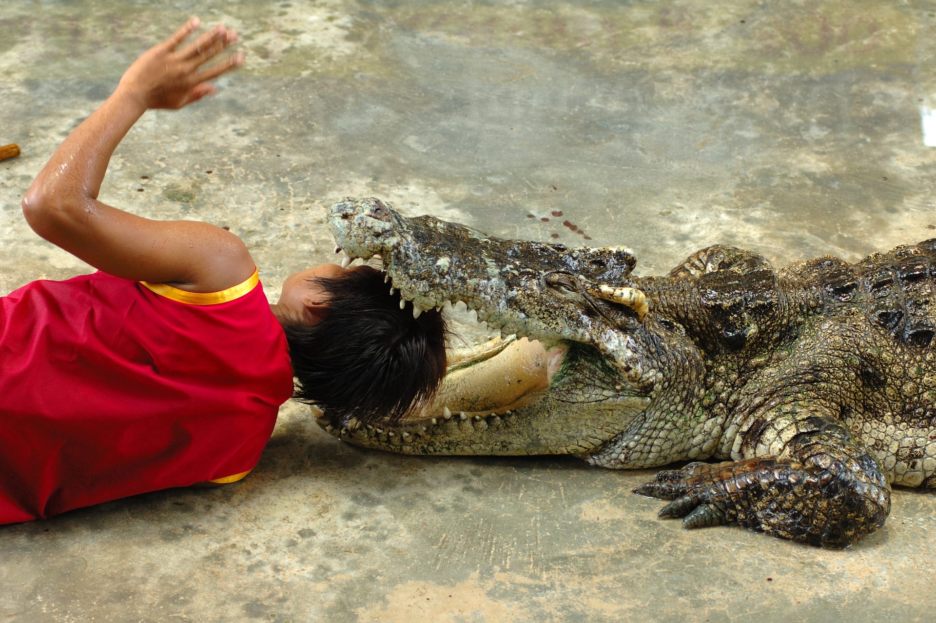 Krokodýli zabií 1000 lidí za jediný rok