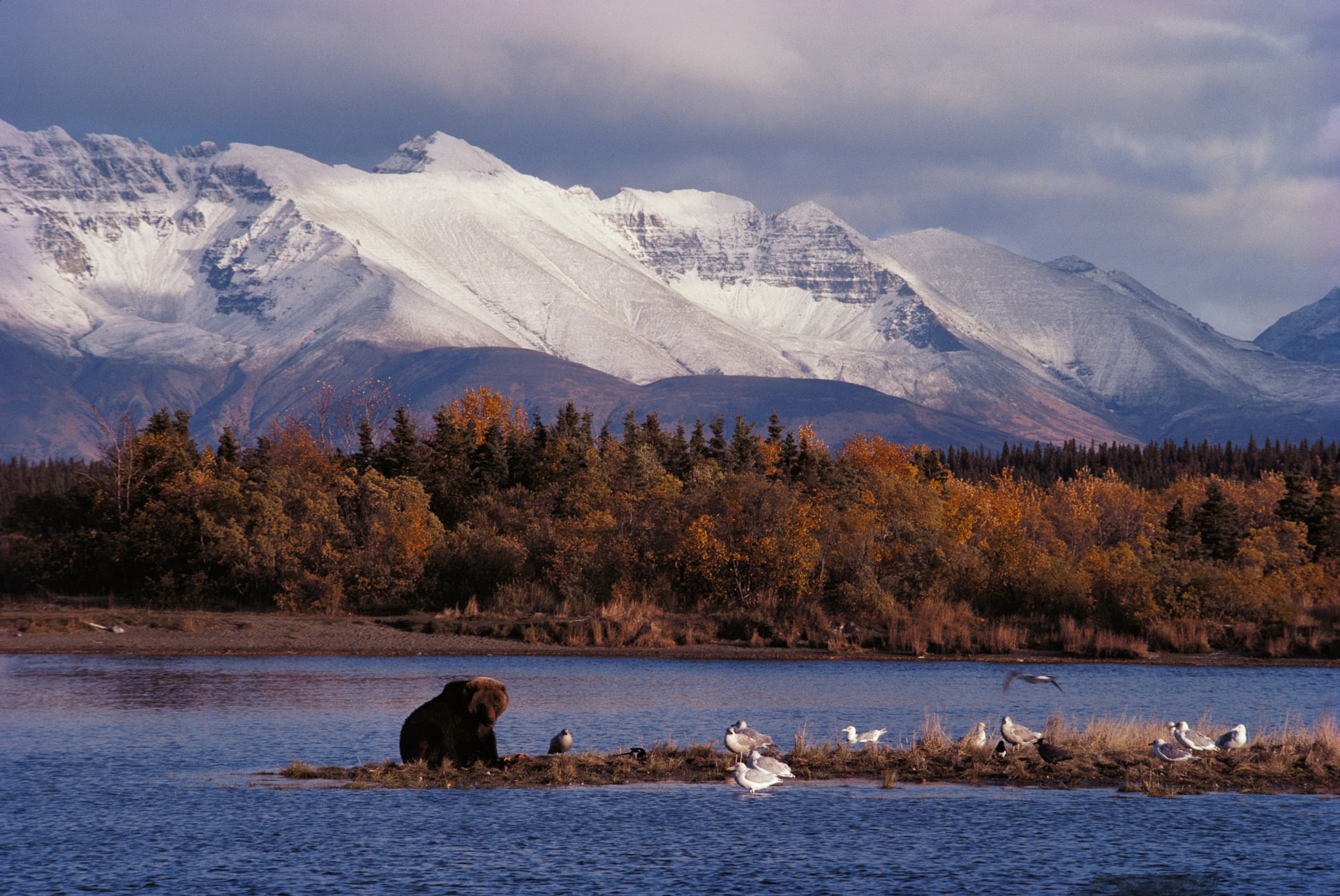 Národní park Katmai na Aljašce je domovem tisíců medvědů hnědých.