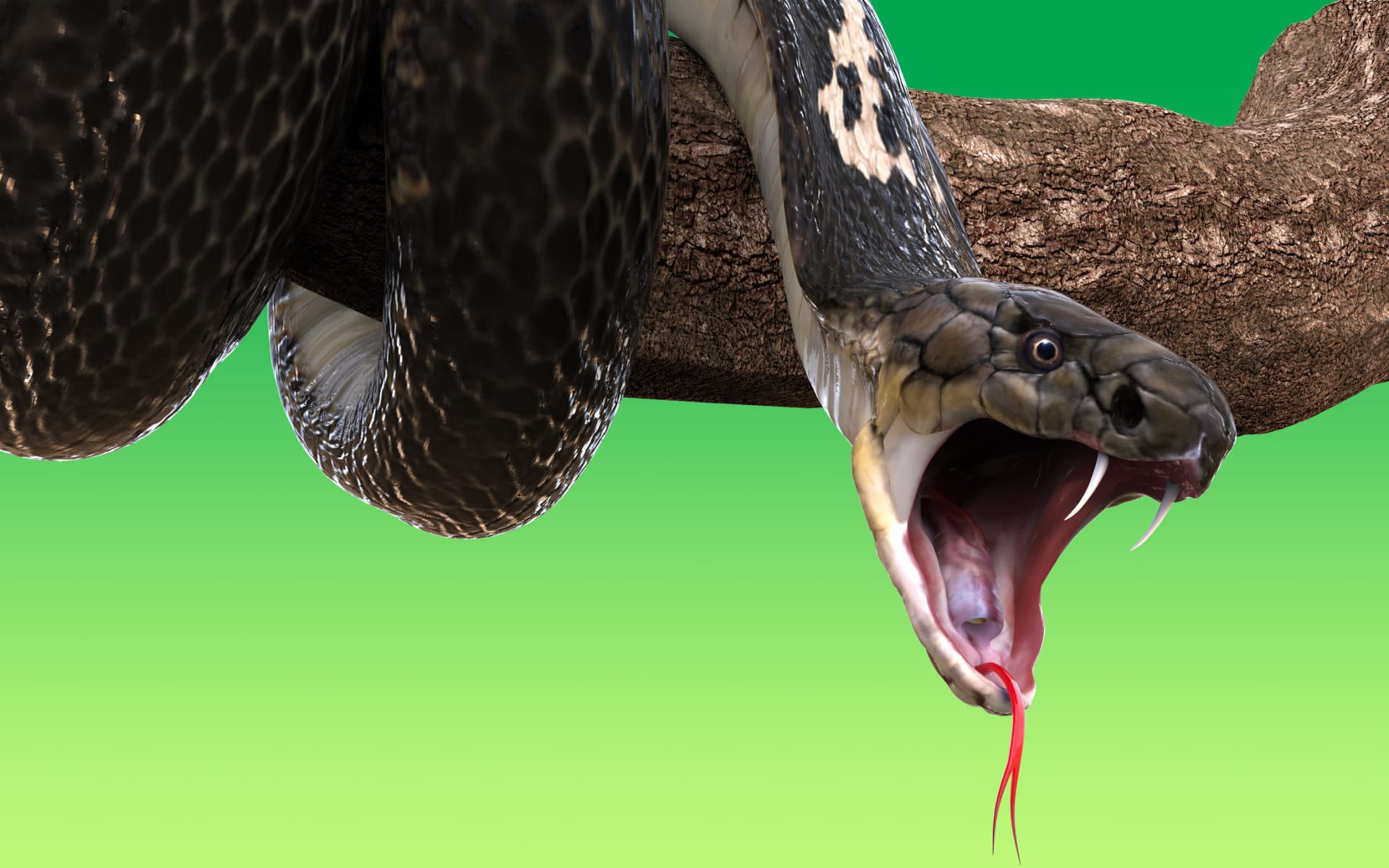 Hadi jsou jedni z nejefektivnějších zabijáků na světě 